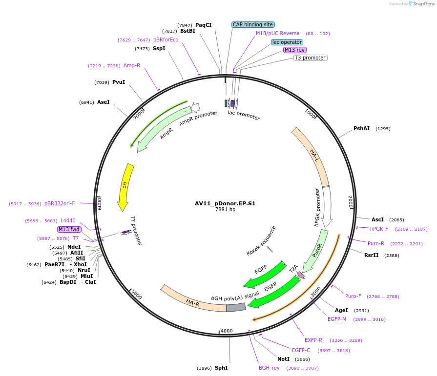 100296-plasmid-map-sequence-id-193530