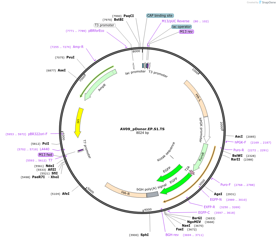 100297-plasmid-map-sequence-id-193531