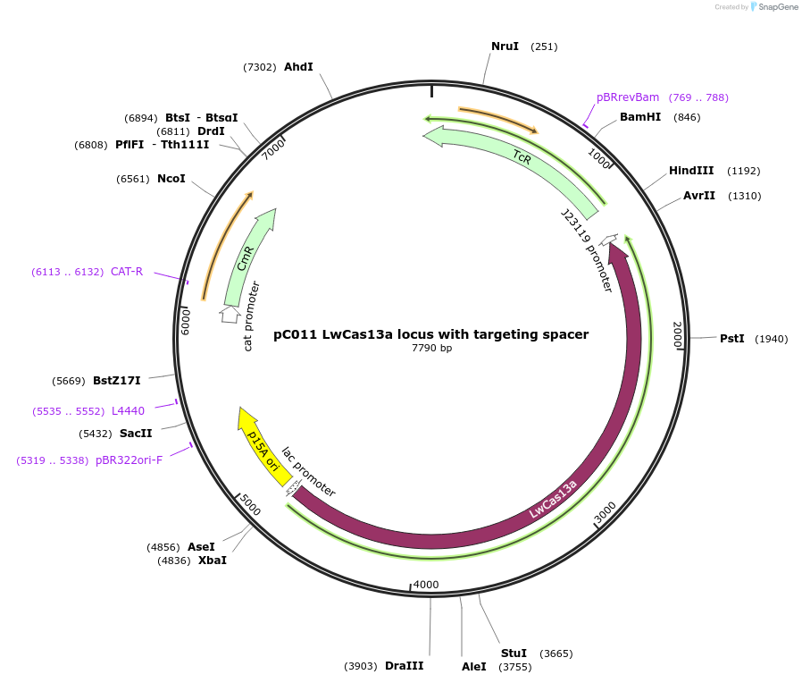 91903-plasmid-map-sequence-id-193532