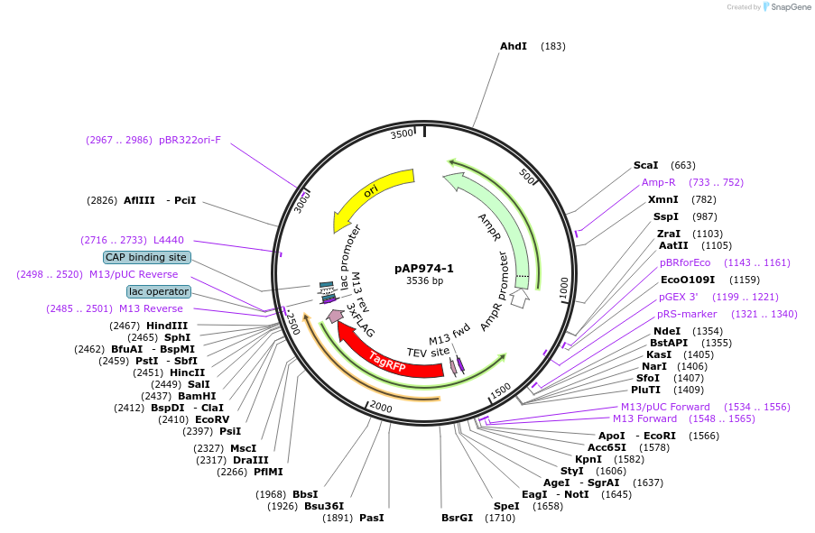 99497-plasmid-map-sequence-id-193533