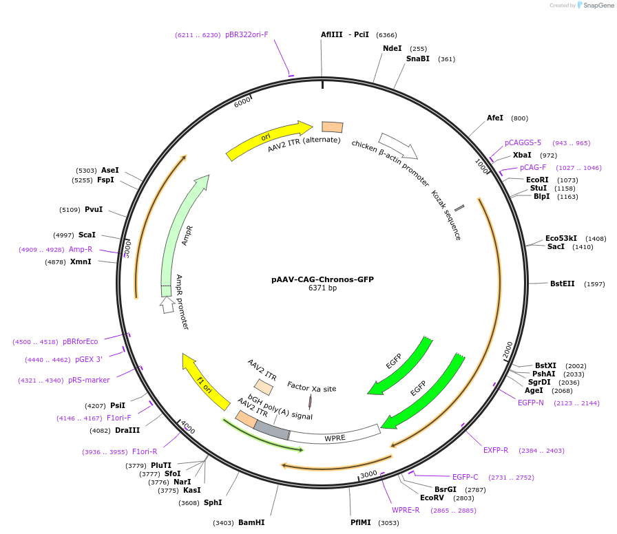 99232-plasmid-map-sequence-id-193534