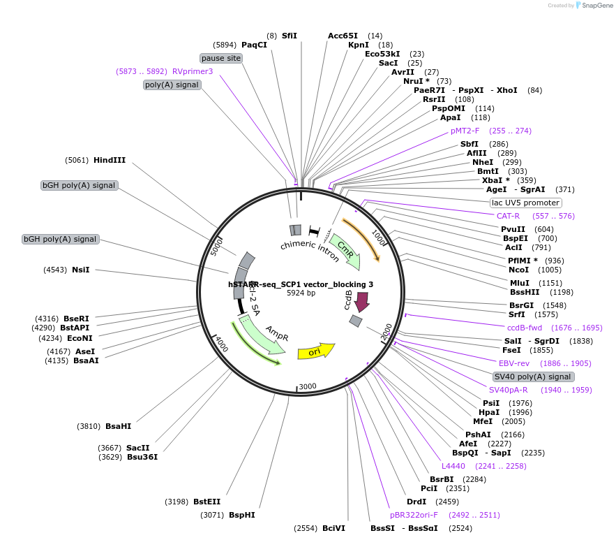99318-plasmid-map-sequence-id-193536