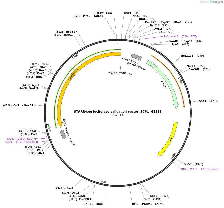 99305-plasmid-map-sequence-id-193537