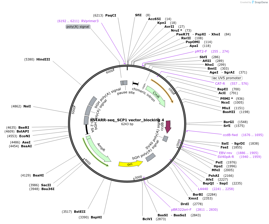 99319-plasmid-map-sequence-id-193539