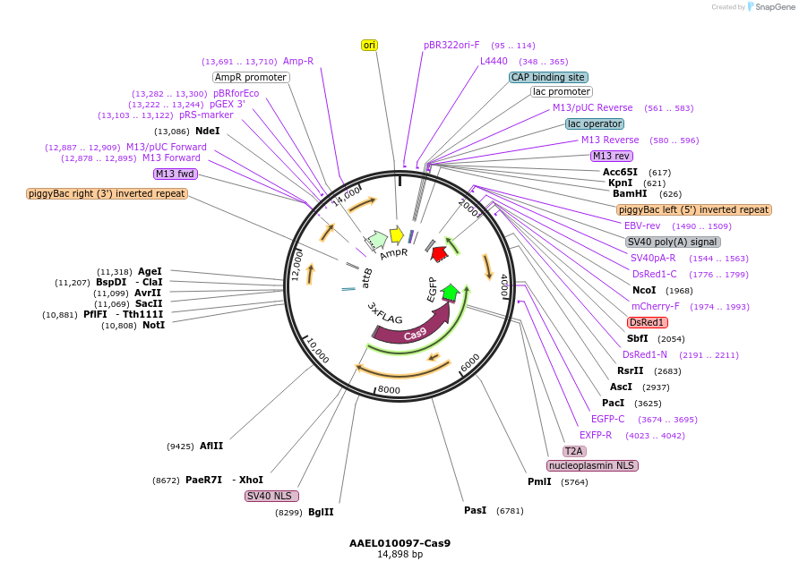 100707-plasmid-map-sequence-id-193540
