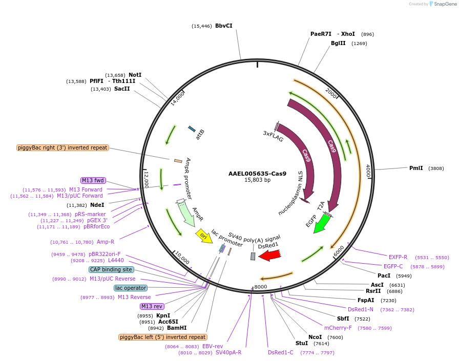 100608-plasmid-map-sequence-id-193541