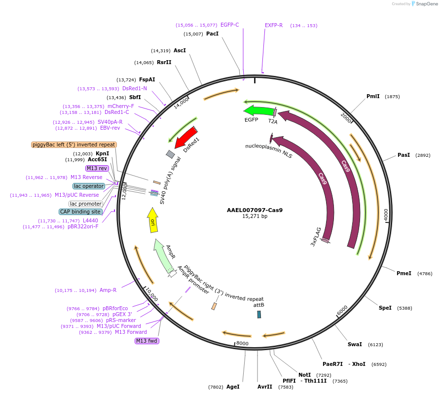 100705-plasmid-map-sequence-id-193542