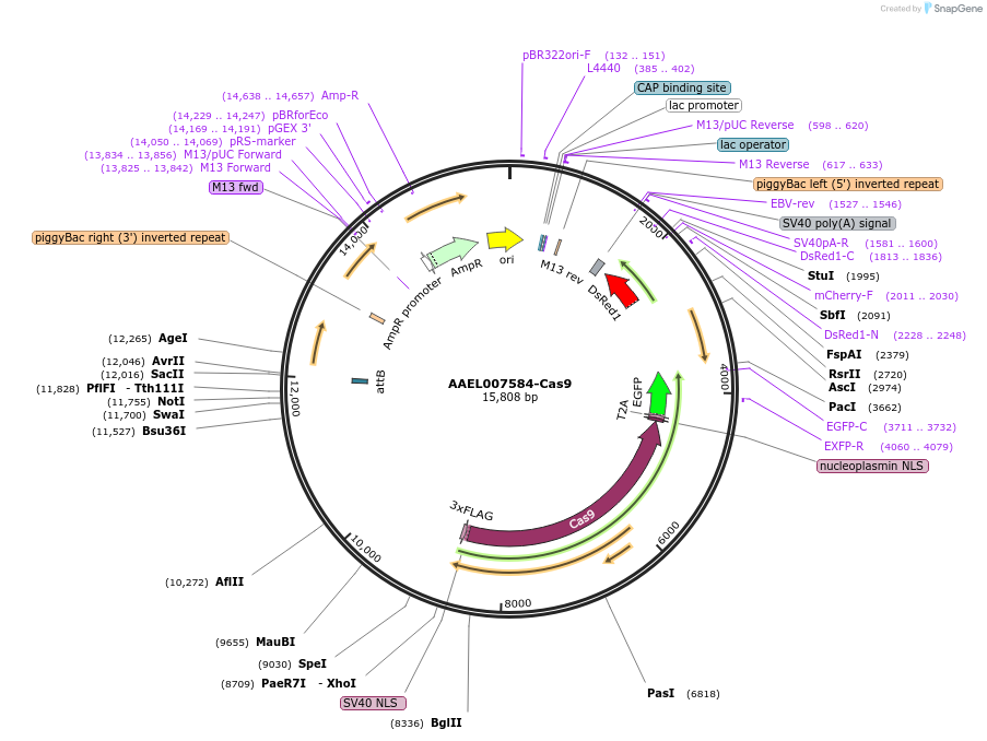 100706-plasmid-map-sequence-id-193543