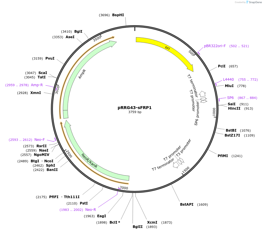99071-plasmid-map-sequence-id-193554