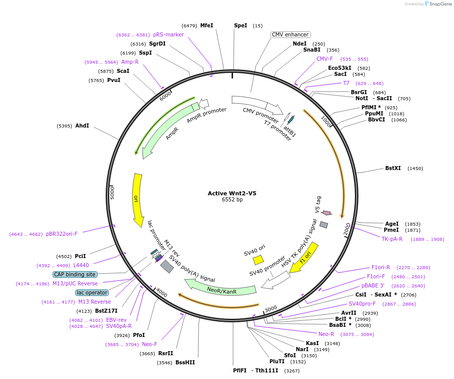 43809-plasmid-map-sequence-id-193556
