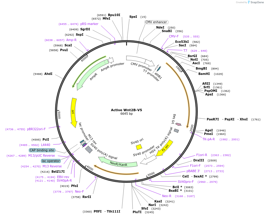 43808-plasmid-map-sequence-id-193557