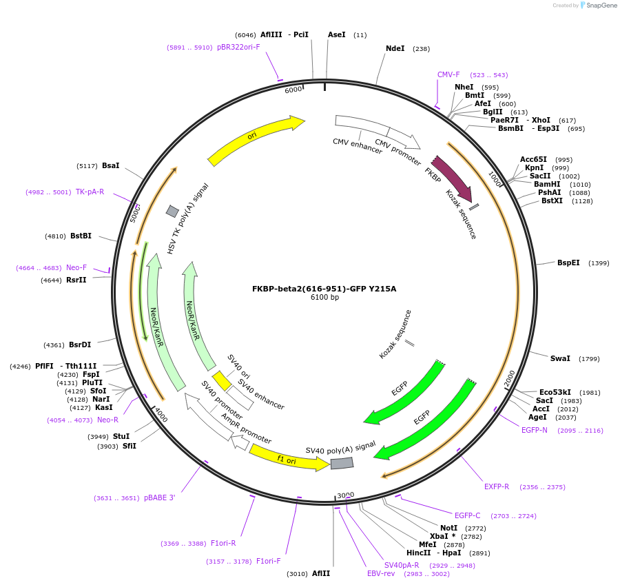 100727-plasmid-map-sequence-id-193571