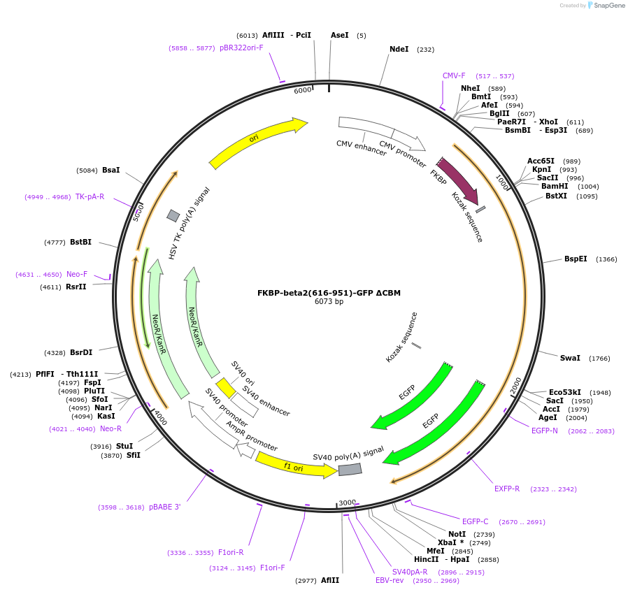 100728-plasmid-map-sequence-id-193572