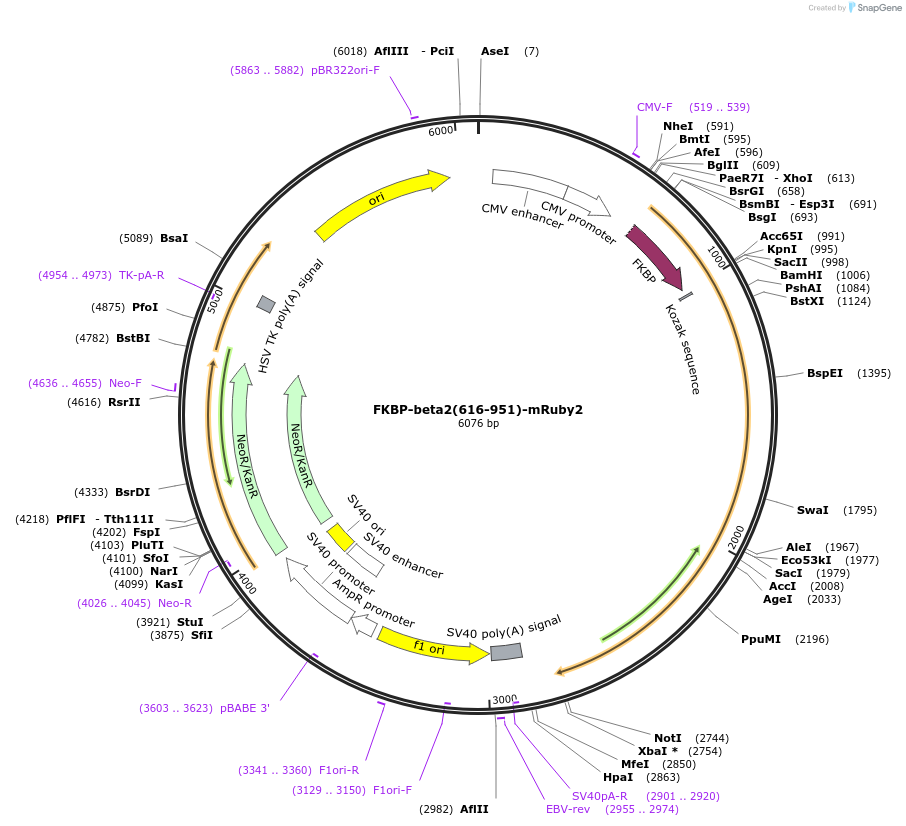 100730-plasmid-map-sequence-id-193574