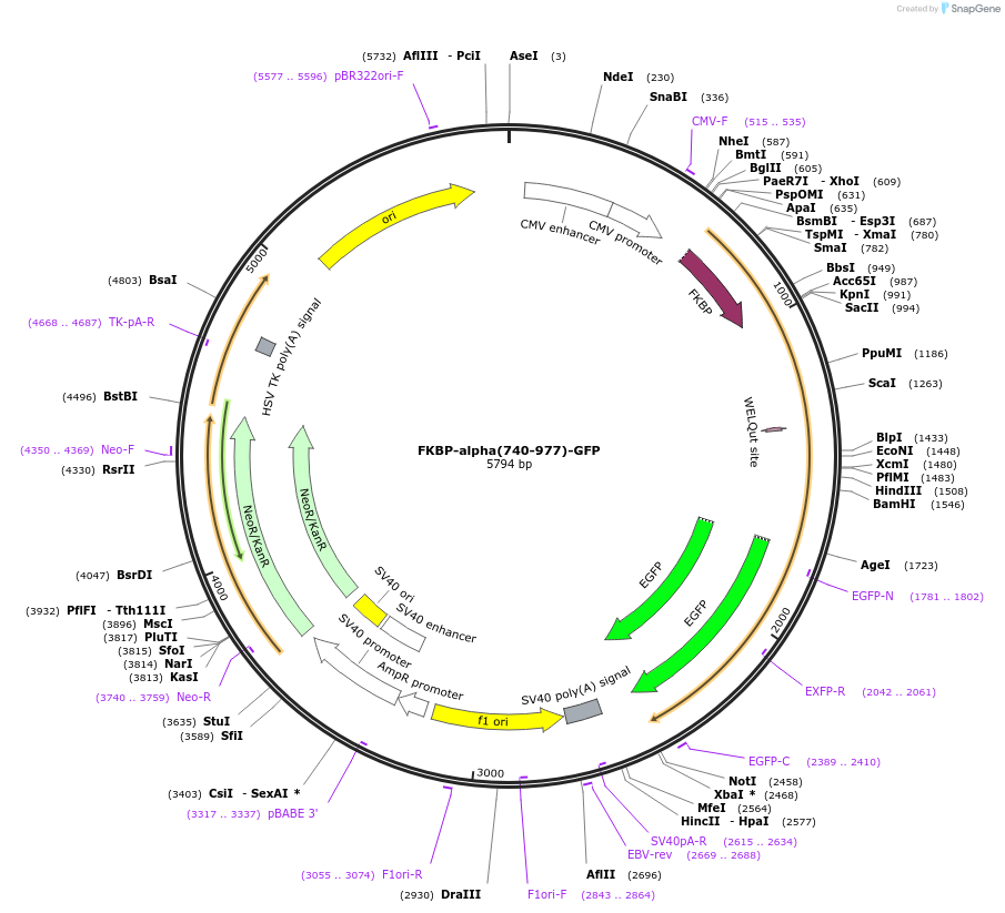 100731-plasmid-map-sequence-id-193576