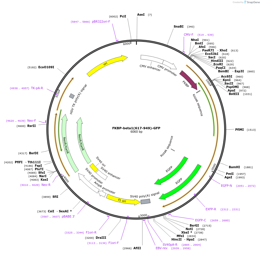 100732-plasmid-map-sequence-id-193577