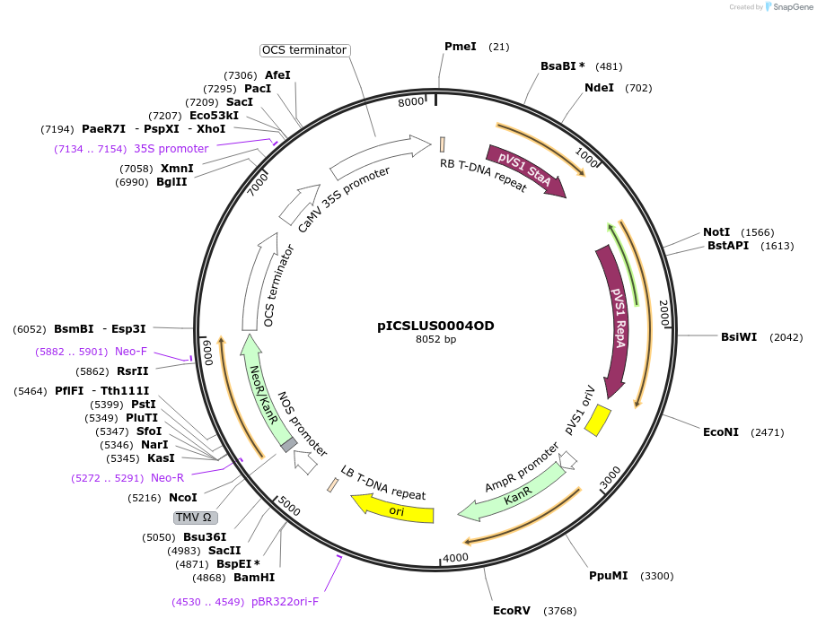 86177-plasmid-map-sequence-id-193591