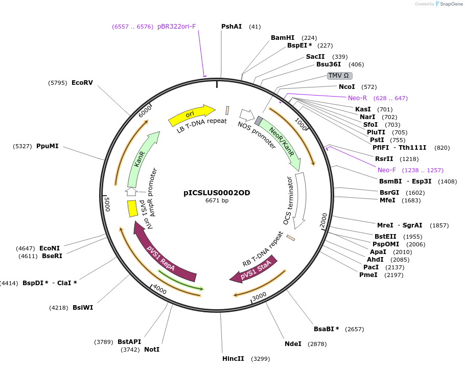 86175-plasmid-map-sequence-id-193593