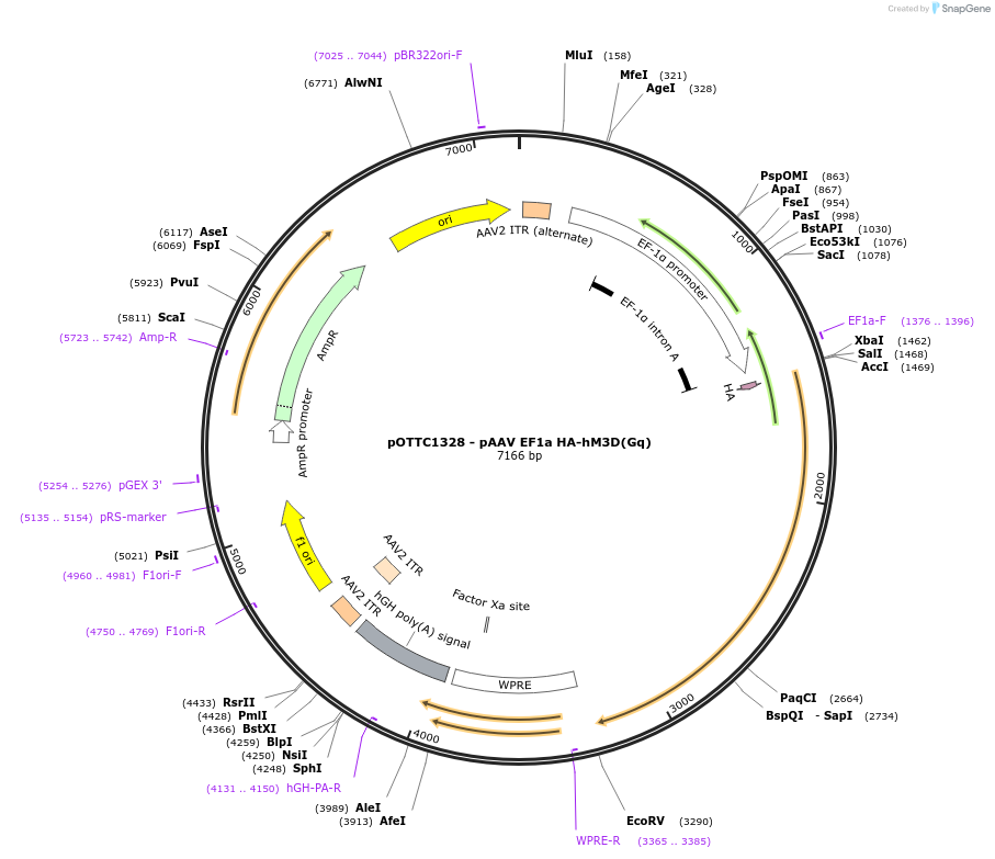 89149-plasmid-map-sequence-id-193611