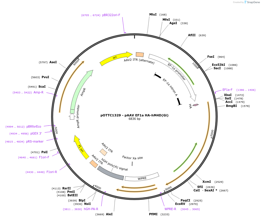 89150-plasmid-map-sequence-id-193612