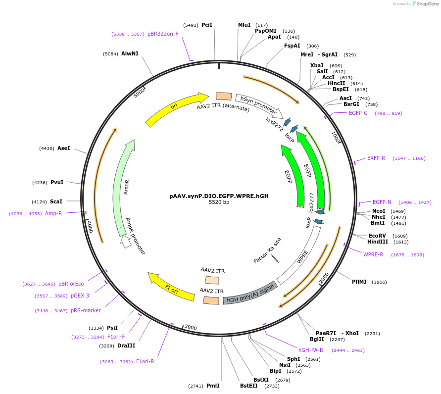 100043-plasmid-map-sequence-id-193613
