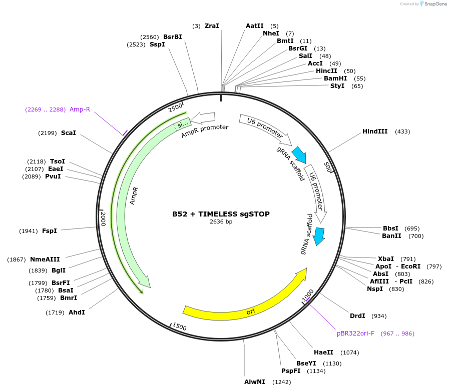 100713-plasmid-map-sequence-id-193647