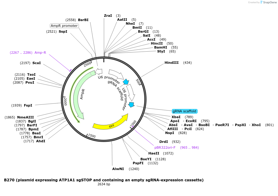 100716-plasmid-map-sequence-id-193652