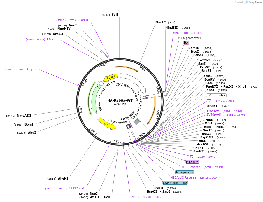 101048-plasmid-map-sequence-id-193655