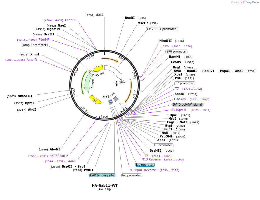 101047-plasmid-map-sequence-id-193657