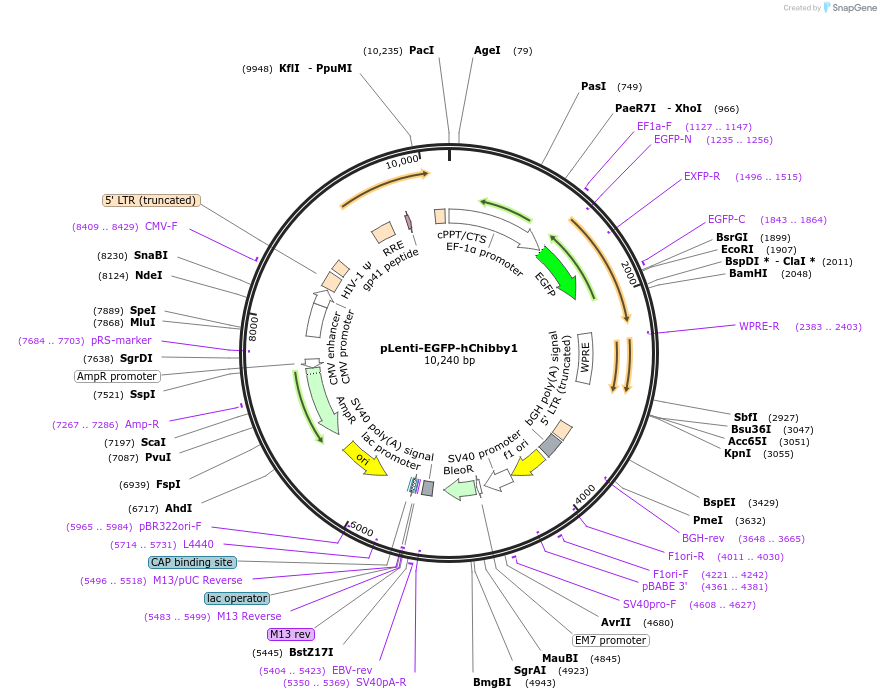 89770-plasmid-map-sequence-id-193659
