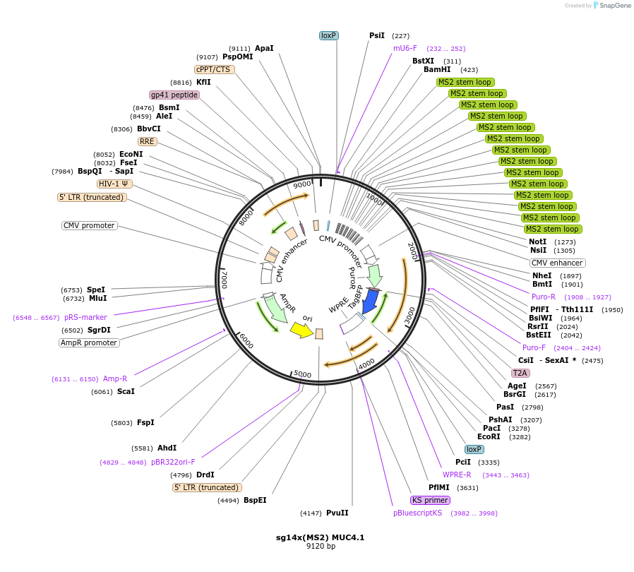 101153-plasmid-map-sequence-id-193664