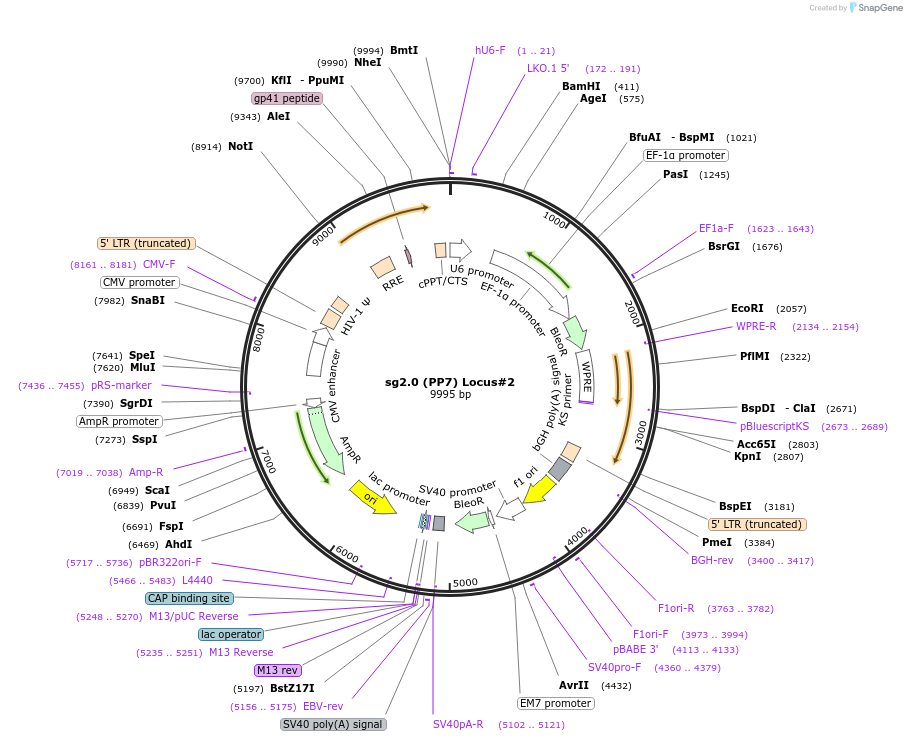 101155-plasmid-map-sequence-id-193665
