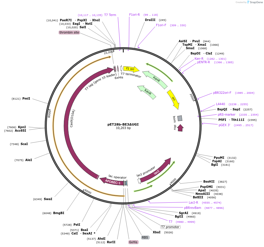 96943-plasmid-map-sequence-id-193667