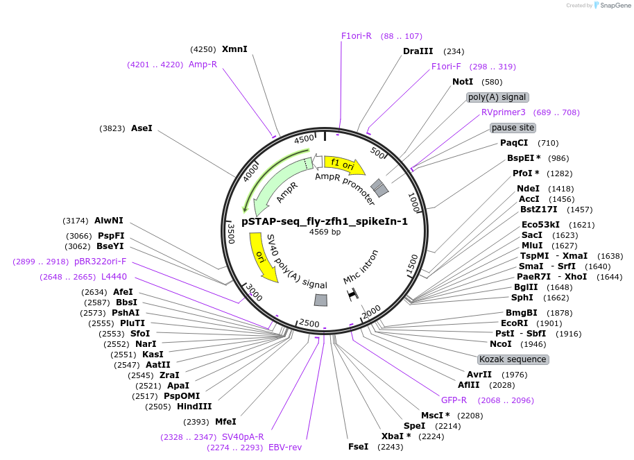 86387-plasmid-map-sequence-id-193668