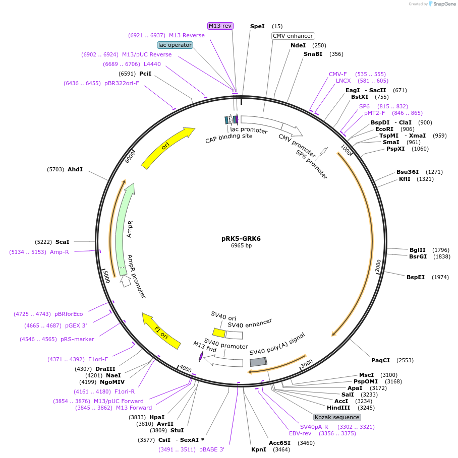 32693-plasmid-map-sequence-id-193674