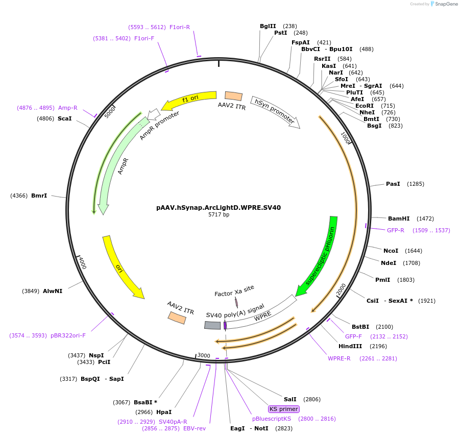 100037-plasmid-map-sequence-id-193689