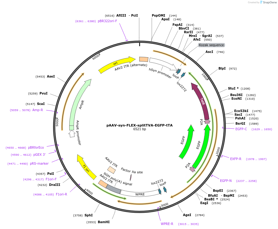 100798-plasmid-map-sequence-id-193696