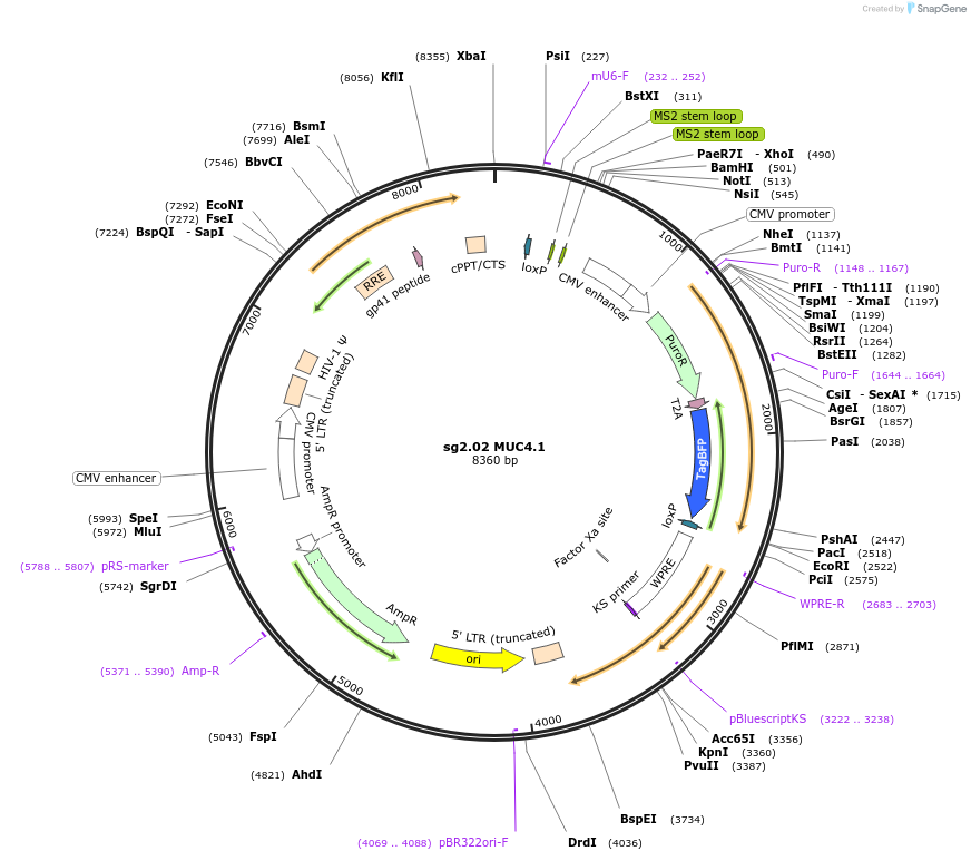 101152-plasmid-map-sequence-id-193736
