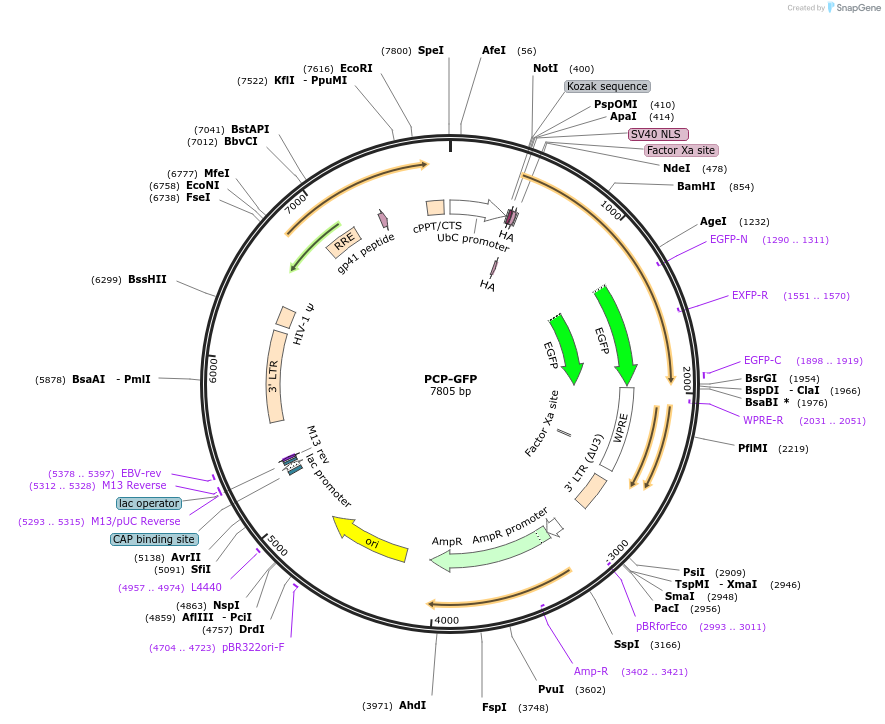101161-plasmid-map-sequence-id-193737