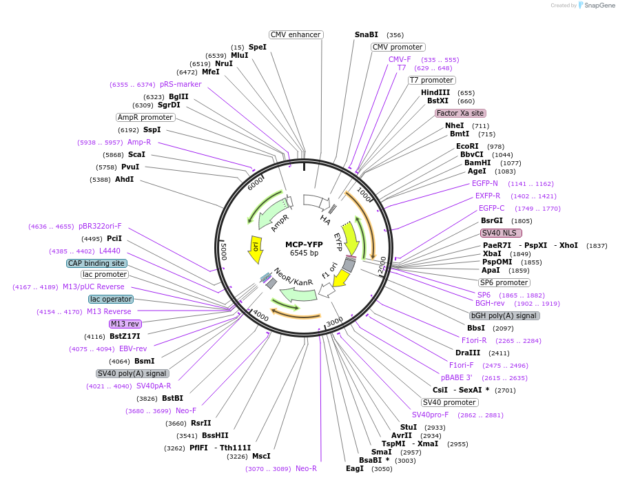 101160-plasmid-map-sequence-id-193738