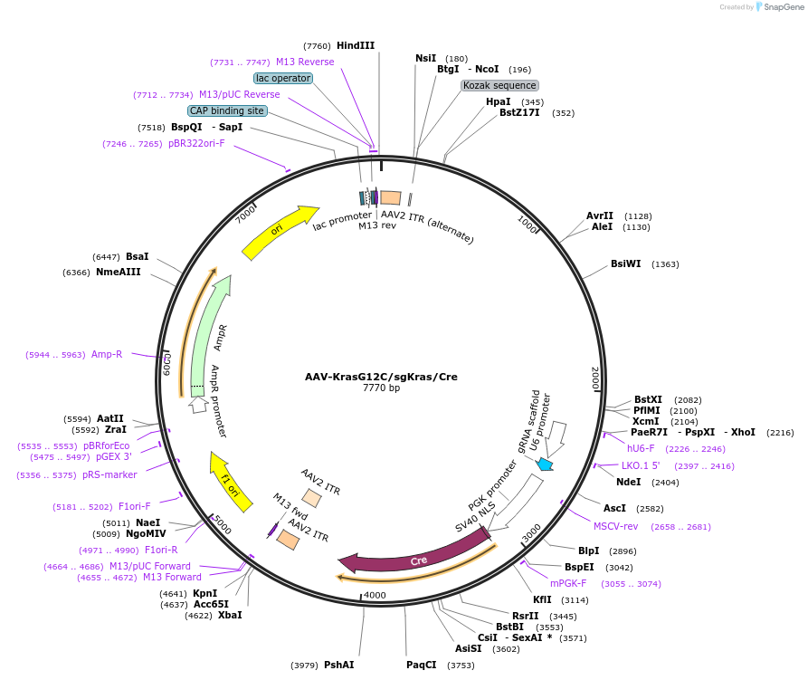 99850-plasmid-map-sequence-id-193772