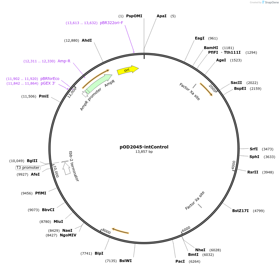 100005-plasmid-map-sequence-id-193781