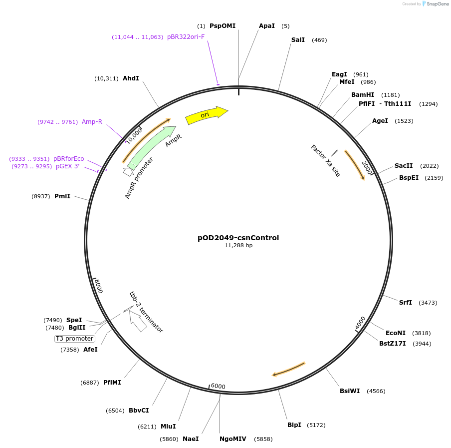 100007-plasmid-map-sequence-id-193784