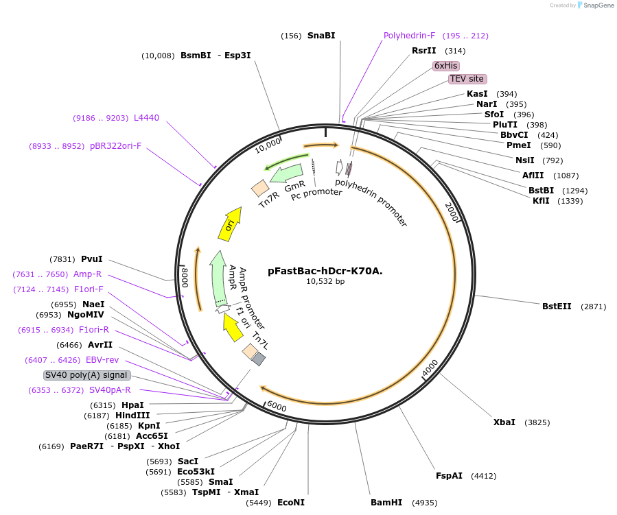 89145-plasmid-map-sequence-id-193803