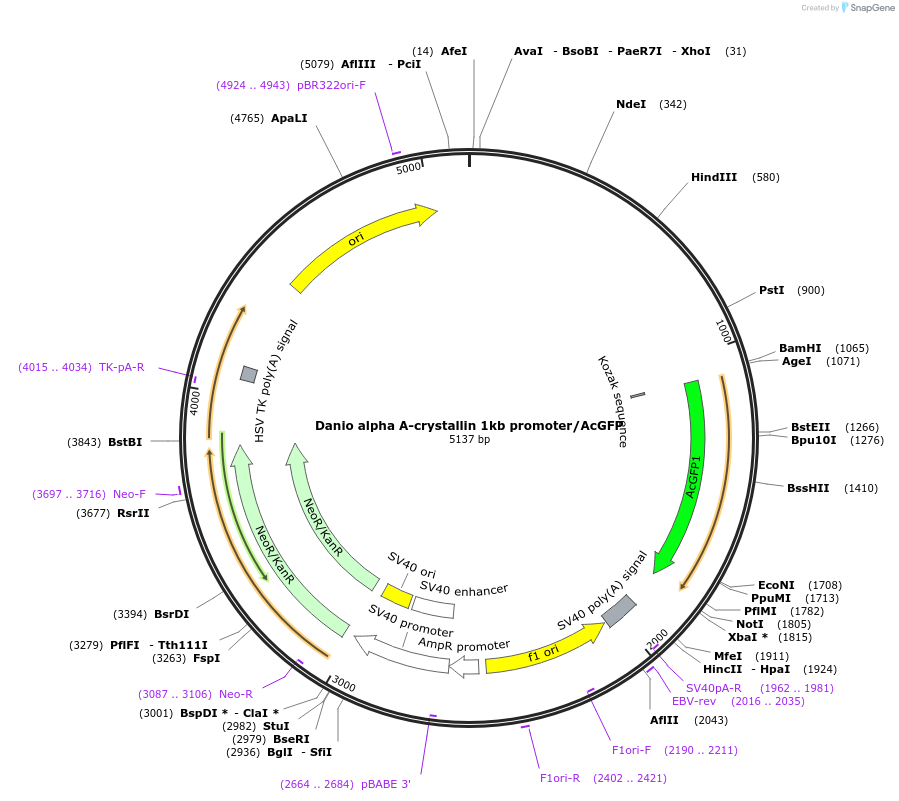 98096-plasmid-map-sequence-id-193844