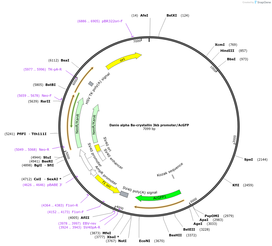98097-plasmid-map-sequence-id-193845