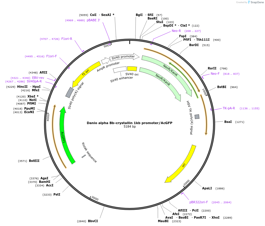 98098-plasmid-map-sequence-id-193846