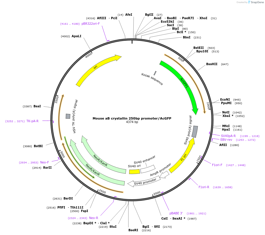 98102-plasmid-map-sequence-id-193850