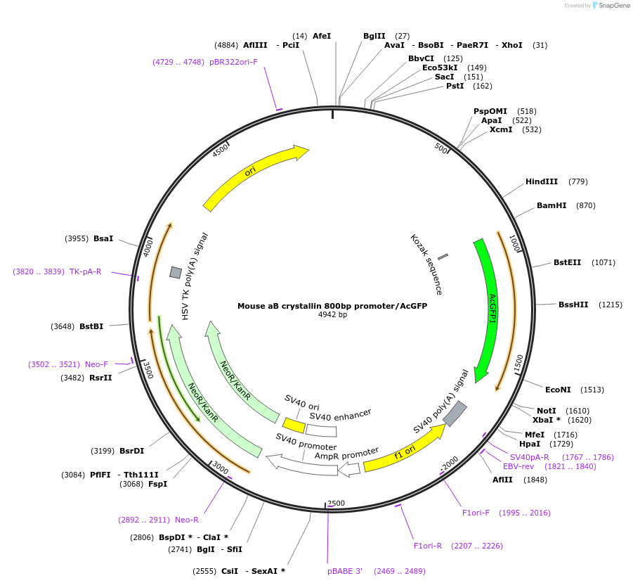 98103-plasmid-map-sequence-id-193851