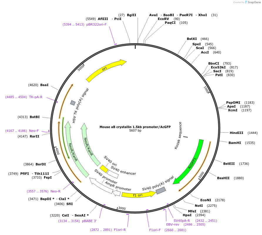 98104-plasmid-map-sequence-id-193852